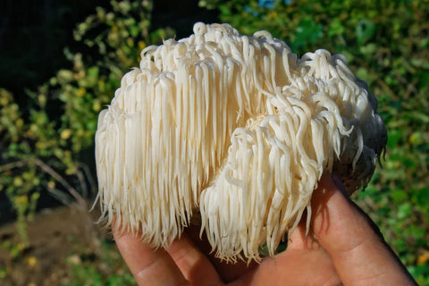 What Are Lions Mane Mushrooms? - THWC Ltd