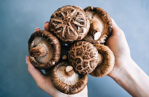 What Are Shiitake Mushrooms? - THWC Ltd
