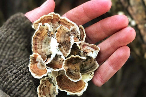 What Are Turkey Tail Mushrooms? - THWC Ltd