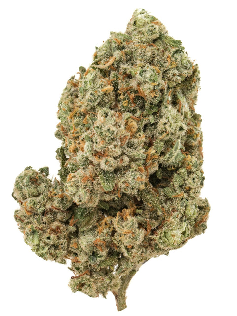 Jack Frost Flower - THWC Ltd