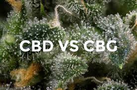 CBD Vs CBG - What's The Difference? - THWC Ltd