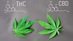 CBD Vs THC - THWC Ltd