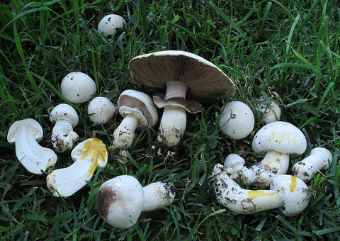 What Are Agaricus Mushrooms? - THWC Ltd