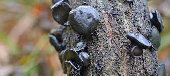 What Are Black Fungus Mushrooms? - THWC Ltd