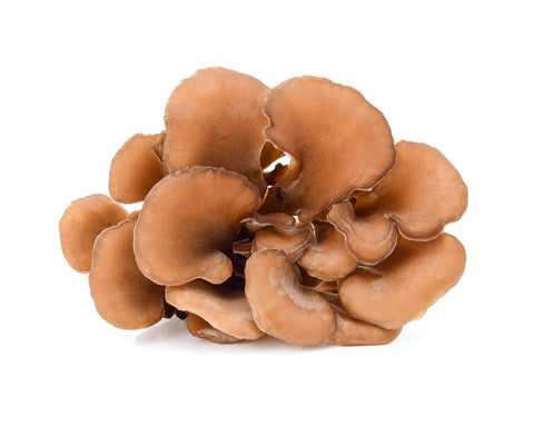 What Are Maitake Mushrooms? - THWC Ltd