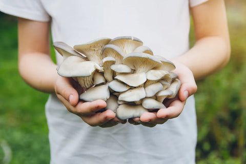 What Are Oyster Mushrooms? - THWC Ltd