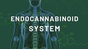 WTF is the "Endocannabinoid System" - THWC Ltd