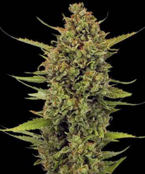 Acapulco Gold - Barneys Farm - THWC Ltd
