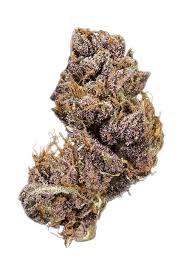 Black Domina Flower - THWC Ltd