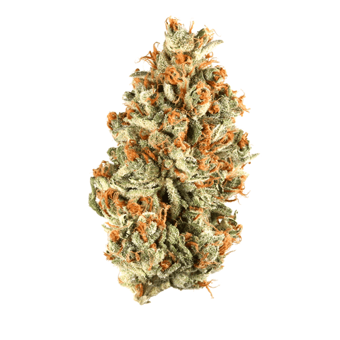 Lemonnade Flower - THWC Ltd