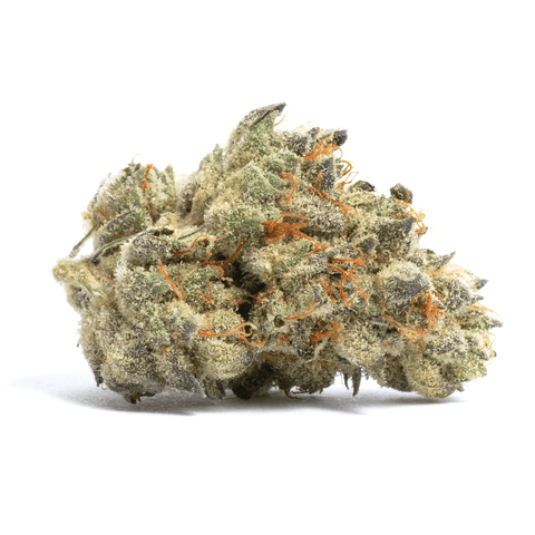 Purple Jack Flower - THWC Ltd